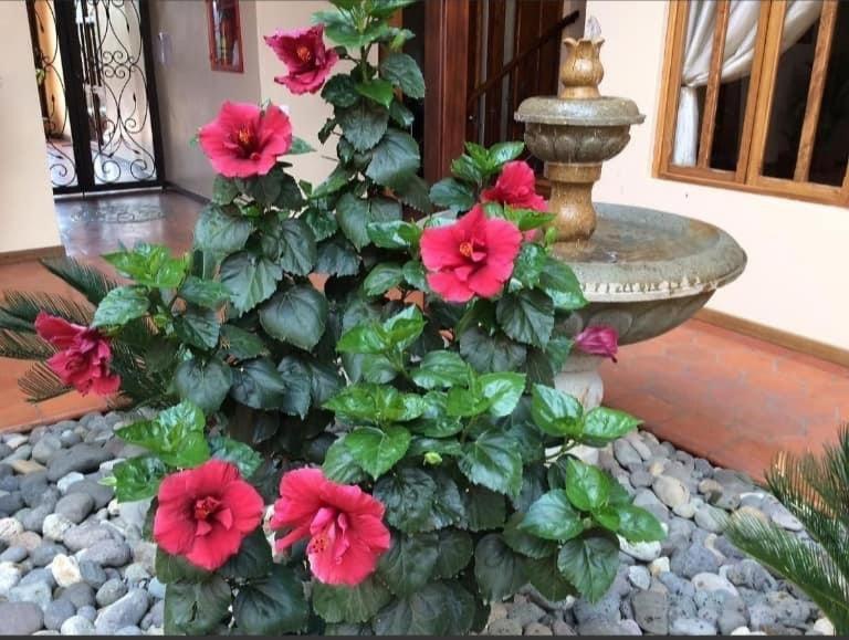 Casa Hibiscus Boutique Hotel Куенка Екстер'єр фото